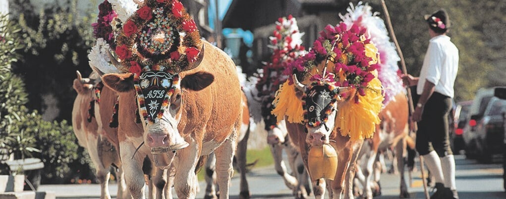 cow festival Tyrol